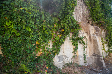 Natural background, leaves and textures of the concrete