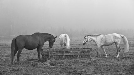 Obraz premium horse and foal on the field in the fog