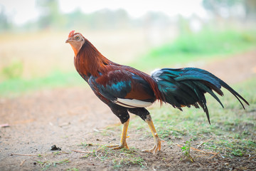 Sick chicken, page pale.