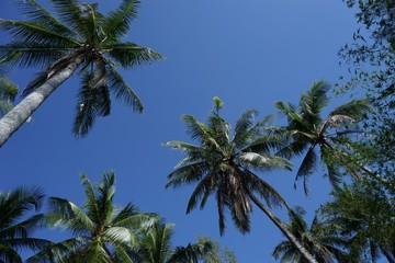 Naklejka na ściany i meble palm trees and sky