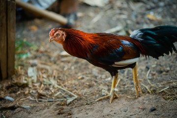 Sick chicken, page pale.