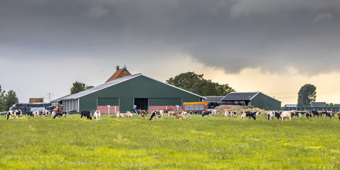 Dairy farm on dutch countryside - Powered by Adobe