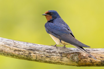 Barn swallow bright green background