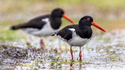 Pied Oystercatcher bird couple on river bank