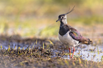 Northern Lapwing in wetland