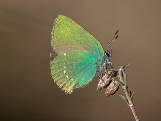 Green hairstreak butterfly