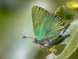 Obraz premium Green hairstreak butterfly