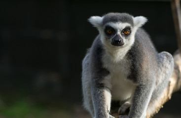 ring tailed lemur on branch of tree