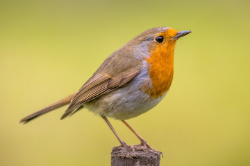 Red Robin on spring background