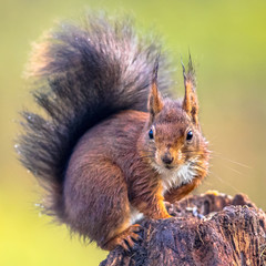 Naklejka na ściany i meble Red squirrel alert on tree trunk
