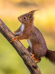 Naklejka na ściany i meble Red squirrel adorable on branch