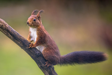 Naklejka na ściany i meble Red squirrel regardful on branch