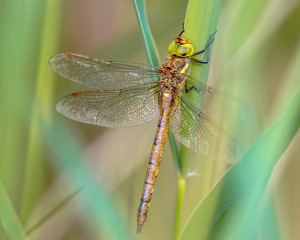 Green eyed hawker resting on  reed background