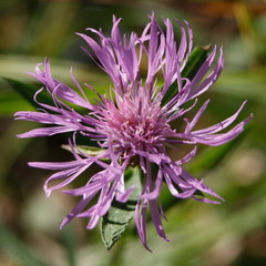 Flockenblume