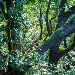 The Mercedes Forest -  ancient Tropical forest on Tenerife, Canary Islands.