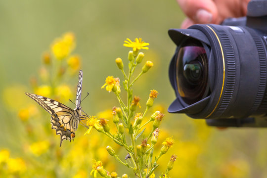 Butterfly being photographed