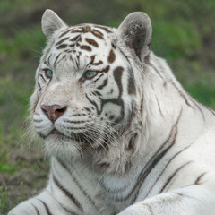 close up of a white tiger