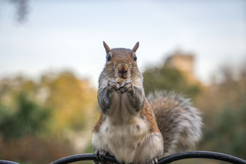 close up of squirrel eating nut