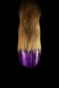 Deer with purple sparkly nail varnish on hoof