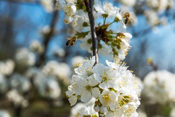 Flying bee collecting pollen on cherry tree in springtime