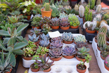 Succulent plants for sale at open air farmers market