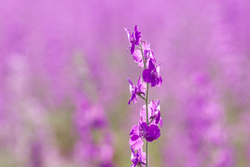Obraz premium Conosolida ajacis purple flowers close up