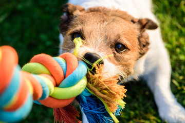 Dog pulls chewing colourful toy cotton rope