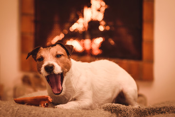 Cute tired sleepy dog lying in front of fireplace yawning