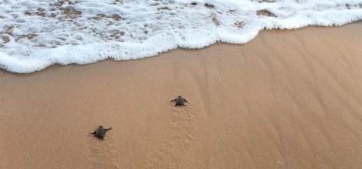Baby turtles making it's way to the ocean