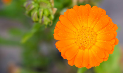 closeup of an orange color daisy