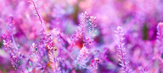 background of purple flowers