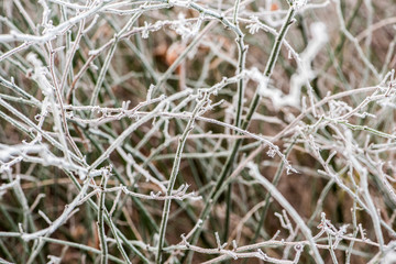 Fog on Wild Plants in Foggy Winter