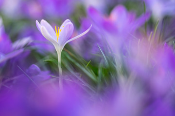 Frühlingsboten: violette Krokusse freigestellt