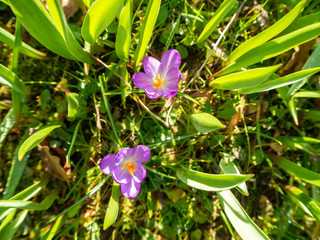 Purple crocus on a green lawn.