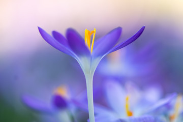 Obraz na płótnie Canvas Frühlingsboten: violette Krokusse freigestellt im Blumenmeer