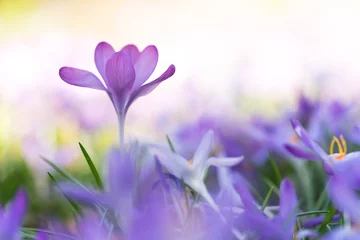 Selbstklebende Fototapeten Frühlingsboten: violette Krokusse freigestellt im Blumenmeer © Julia Hermann