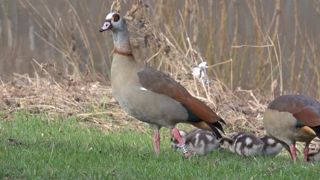 Nilgans, Egyptian goose&nbsp;(Alopochen aegyptiaca), Familie an der Mosel