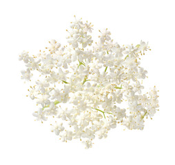 Isolierte weiße Holunderblüten