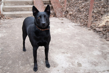 affectionate multi eye colored black dog (Black norwegian elkhound) on a park stairs staring in the camera