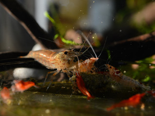 Group of caridina and neocaridina shrimps eating in freshwater tank