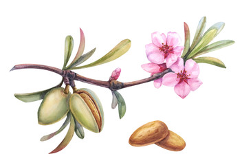 watercolor almond branch