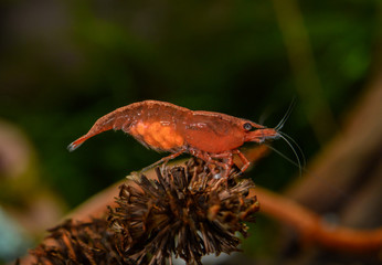 Red sakura shrimp with eggs standing on alder cone in freshwater aquarium
