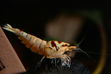 Red crystal shrimp standing on clay decoration in freshwater aquarium