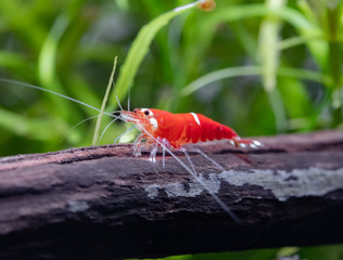 Super red crystal shrimp on manzanita driftwood