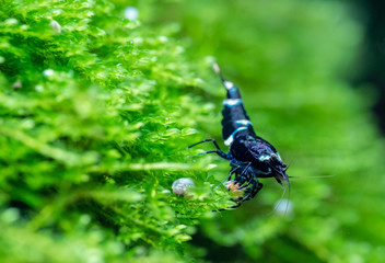 King kong pet shrimp on aquatic green moss in freshwater aquarium 