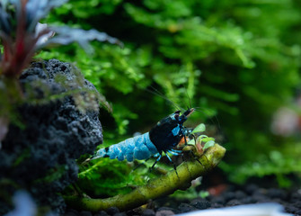 Shadow mosura aquarium shrimp clinging to aquatic plant root