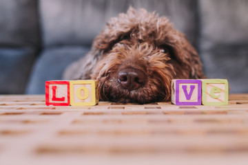 Brown water dog leans his head on a table looking up with the word love between his snout