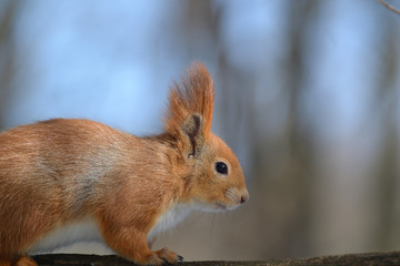 Spring squirrel on branch