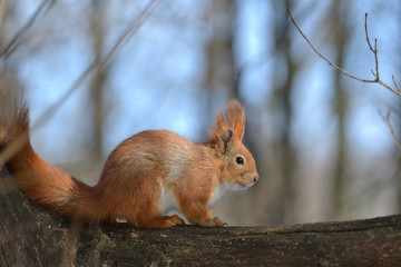Spring squirrel on branch