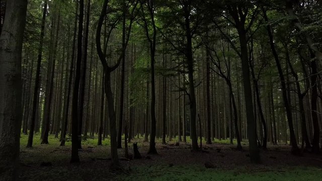 Dichte Bäume im Teutoburger Wald